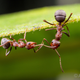 Illustration for article titled Some Intriguing New Hints About What Ant Consciousness Is Really Like